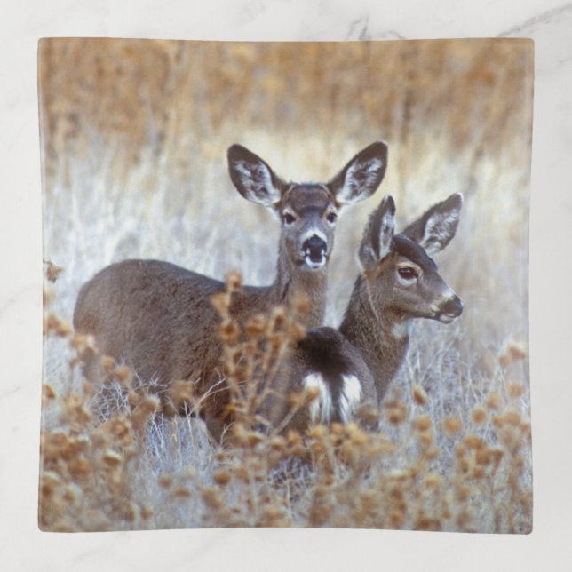 Wild Mule Deer Pair | California Trinket Tray (Front)