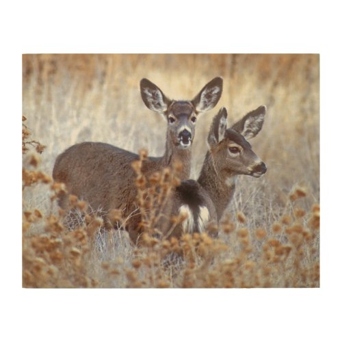 Wild Mule Deer Pair  California Wood Wall Art