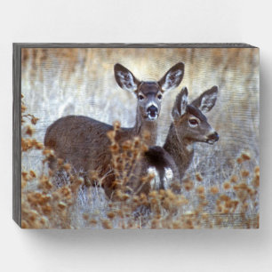 Wild Mule Deer Pair   California Wooden Box Sign