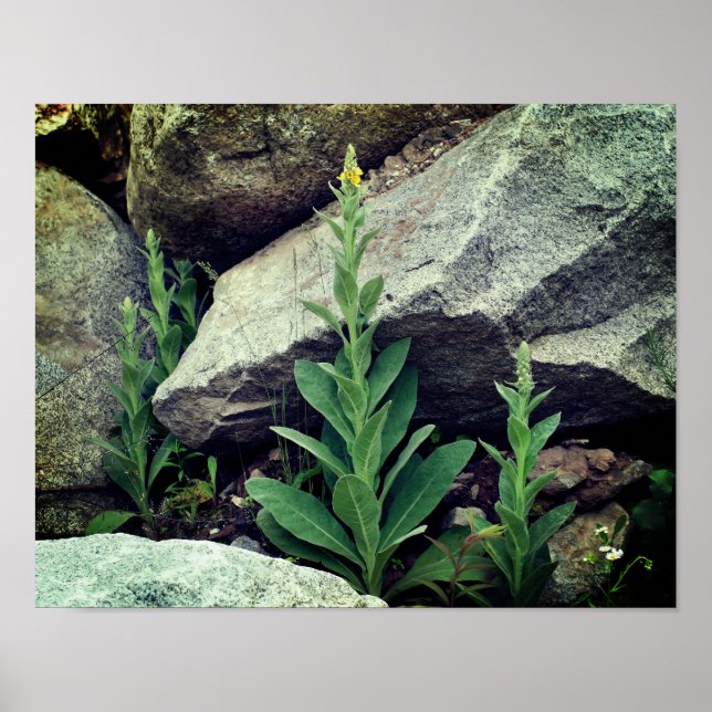 Wild Mullein Flowers Among Rocks  Poster (Front)
