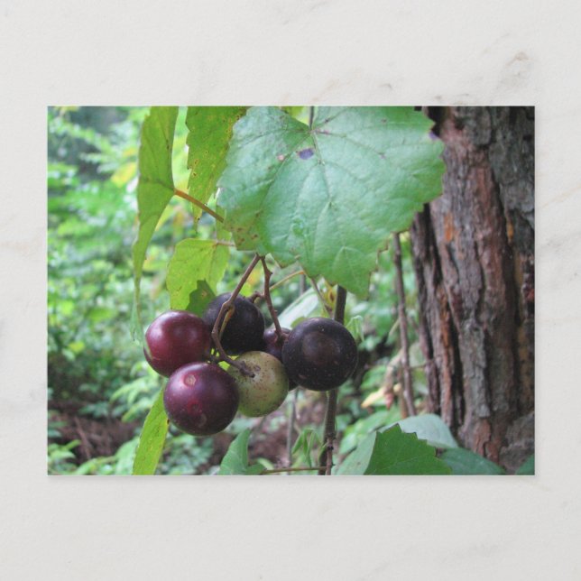 Wild Muscadine Grapes Postcard (Front)