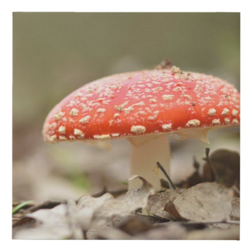 Wild mushroom Amanita Muscaria the red fungi    Faux Canvas Print