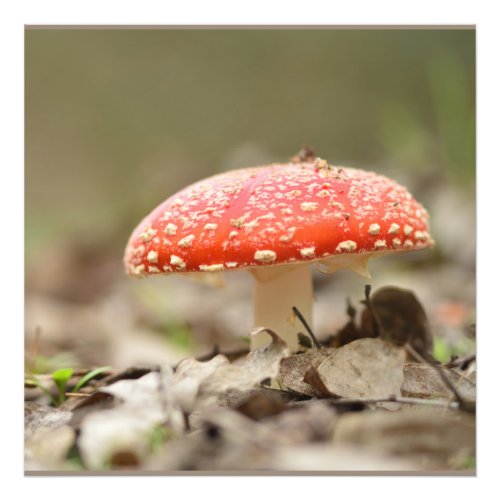 Wild mushroom Amanita Muscaria the red fungi    Photo Print