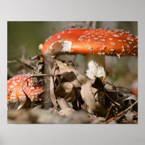 Wild mushroom Amanita Muscaria the red fungi Poster
