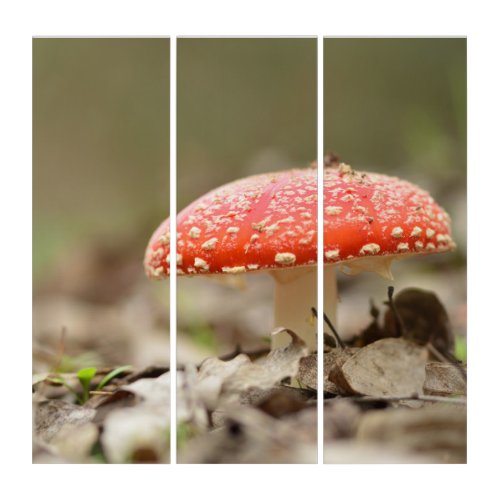 Wild mushroom Amanita Muscaria the red fungi    Triptych