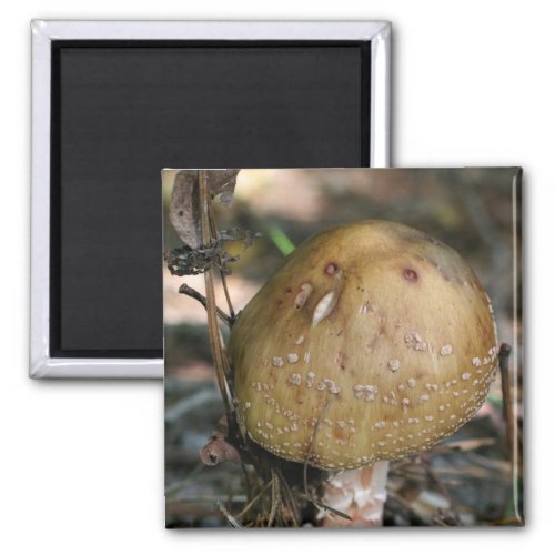 Wild Mushroom Nature Photo Magnet