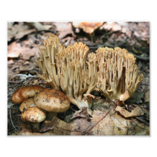 Wild Mushrooms 10x8 Nature Photo Print