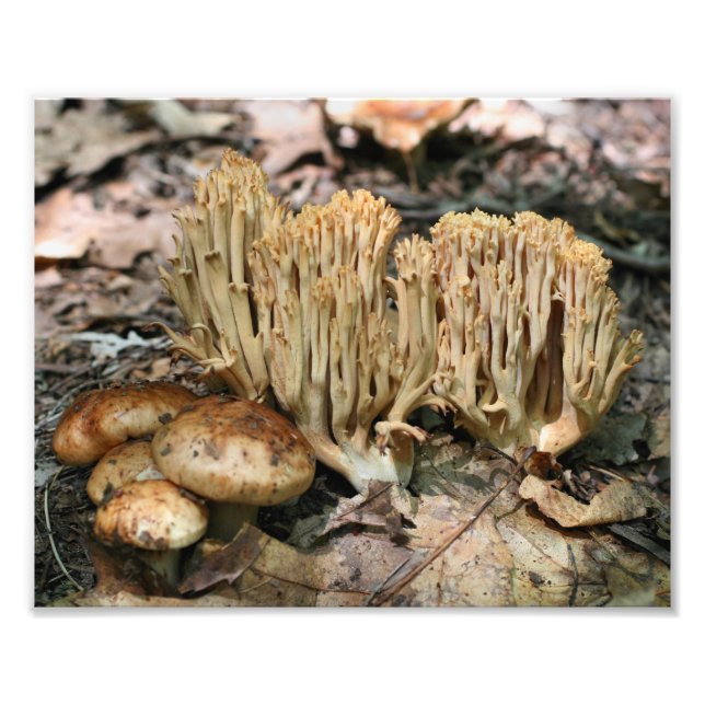Wild Mushrooms 10x8 Nature  Photo Print (Front)
