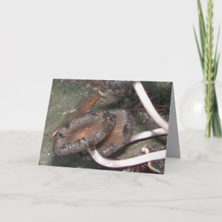Wild Mushrooms everyday Card by Janz
