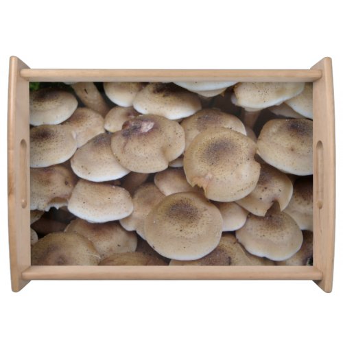 wild mushrooms growing in a cluster photo serving tray