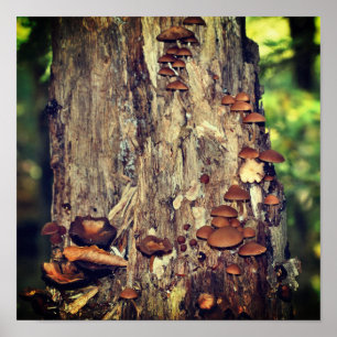 Wild Mushrooms Growing On Tree Trunk Poster