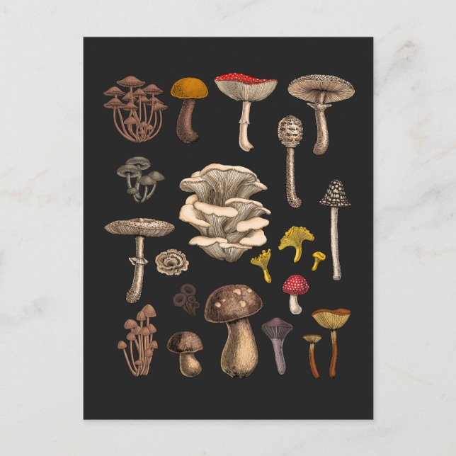 Wild Mushrooms  on graphite black Postcard (Front)