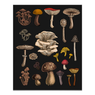 Wild Mushrooms  on graphite black Poster