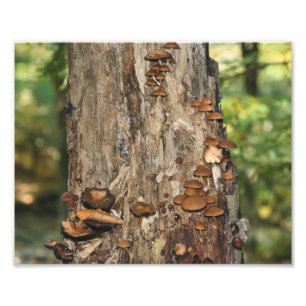 Wild Mushrooms On Tree 10x8 Nature  Photo Print