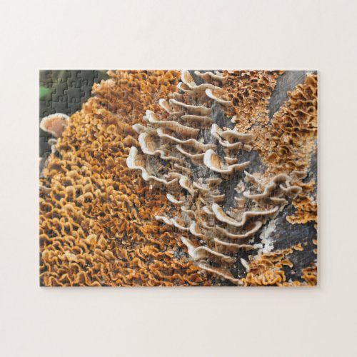 Wild Mushrooms On Wood Nature  Jigsaw Puzzle