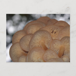 Wild Mushrooms Postcard