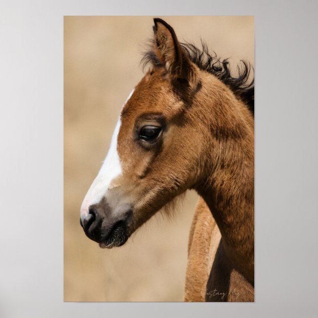 Wild Mustang Colt- Apollo  Poster (Front)