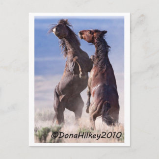 Wild Mustang Fight Postcard
