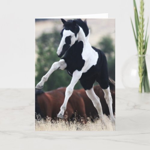 Wild Mustang Filly Hopi Greeting Card 