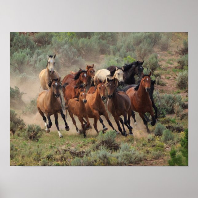 Wild Mustang Herd Poster (Front)