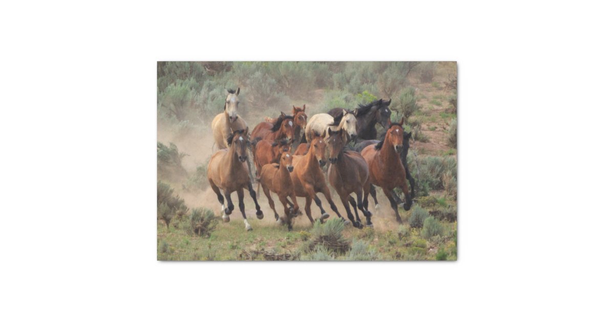 Wild mustang essays 08 image