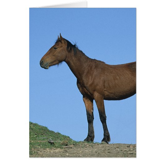 Wild Mustang Horse Cards (Front)