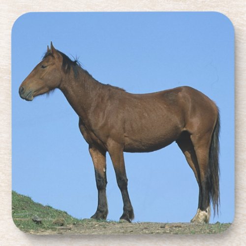 Wild Mustang Horse Drink Coaster