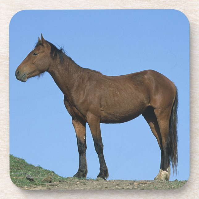 Wild Mustang Horse Drink Coaster (Front)