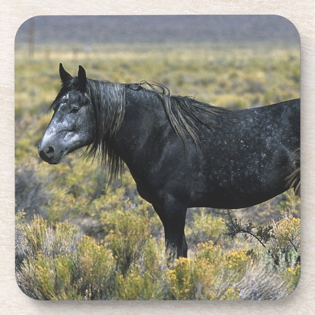 Wild Mustang Horse in the Desert Drink Coaster (Front)