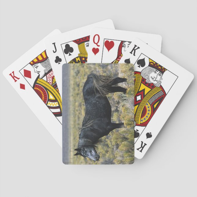 Wild Mustang Horse in the Desert Poker Cards (Back)
