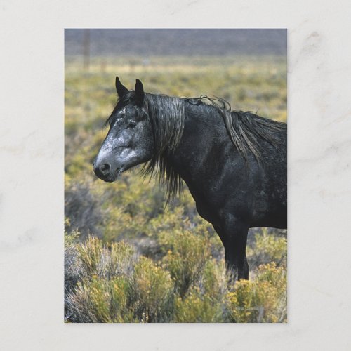 Wild Mustang Horse in the Desert Postcard