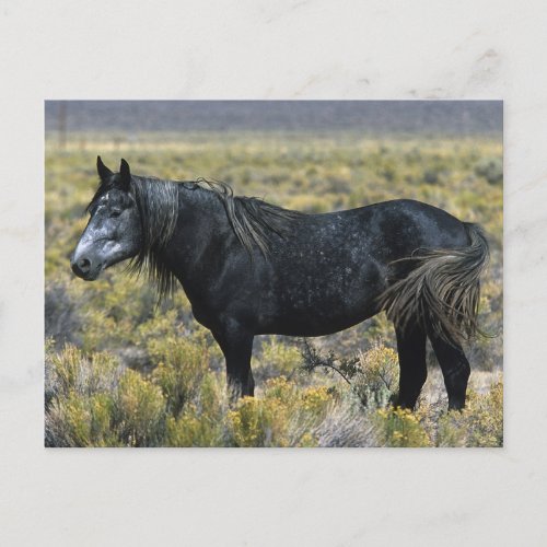 Wild Mustang Horse in the Desert Postcard