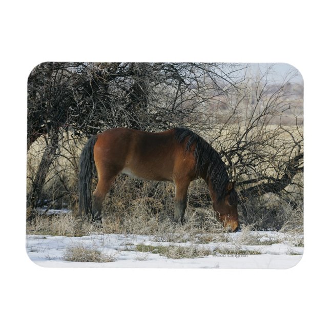 Wild Mustang Horse in the Snow 1 Magnet (Horizontal)