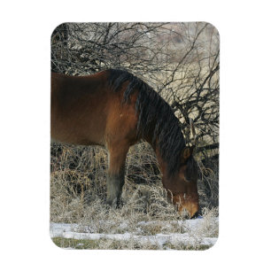Wild Mustang Horse in the Snow 1 Magnet
