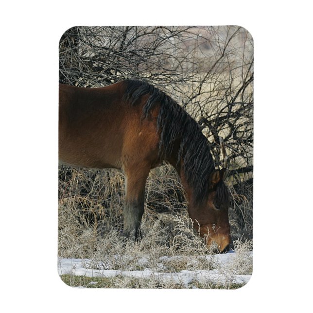 Wild Mustang Horse in the Snow 1 Magnet (Vertical)