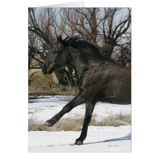 Wild Mustang Horse in the Snow 2 Cards (Front)