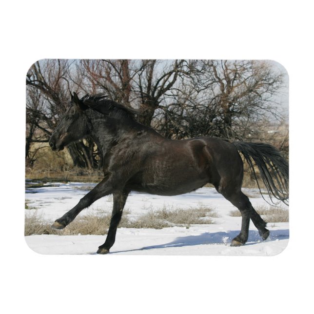 Wild Mustang Horse in the Snow 2 Magnet (Horizontal)