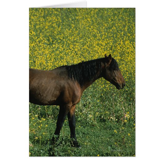 Wild Mustang Horse Standing in Flowers (Front)