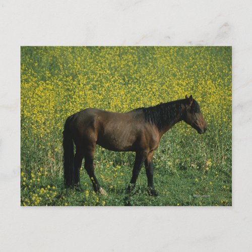 Wild Mustang Horse Standing in Flowers Postcard