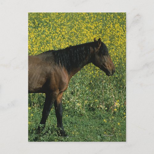 Wild Mustang Horse Standing in Flowers Postcard