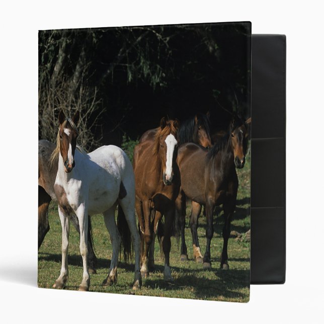 Wild Mustang Horses 1 Binder (Front/Inside)