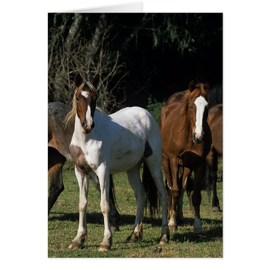 Wild Mustang Horses 1 Cards (Front)