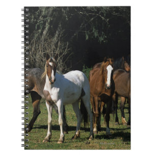 Wild Mustang Horses 1 Notebook