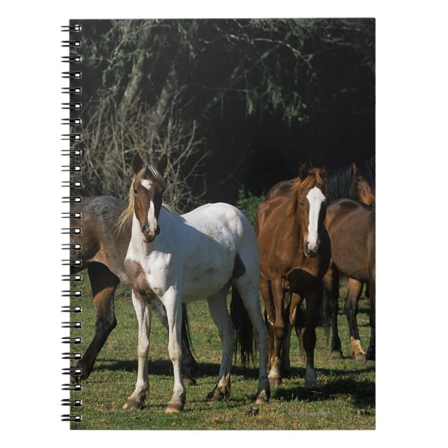 Wild Mustang Horses 1 Notebook (Front)