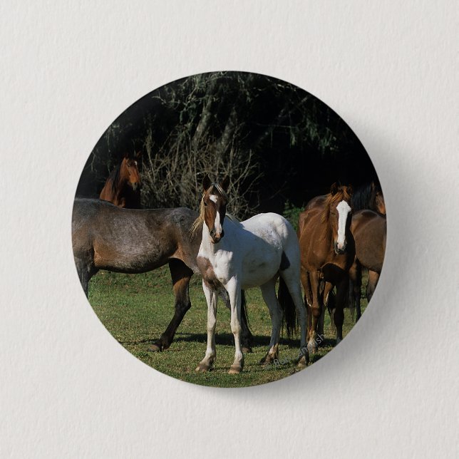Wild Mustang Horses 1 Pinback Button (Front)