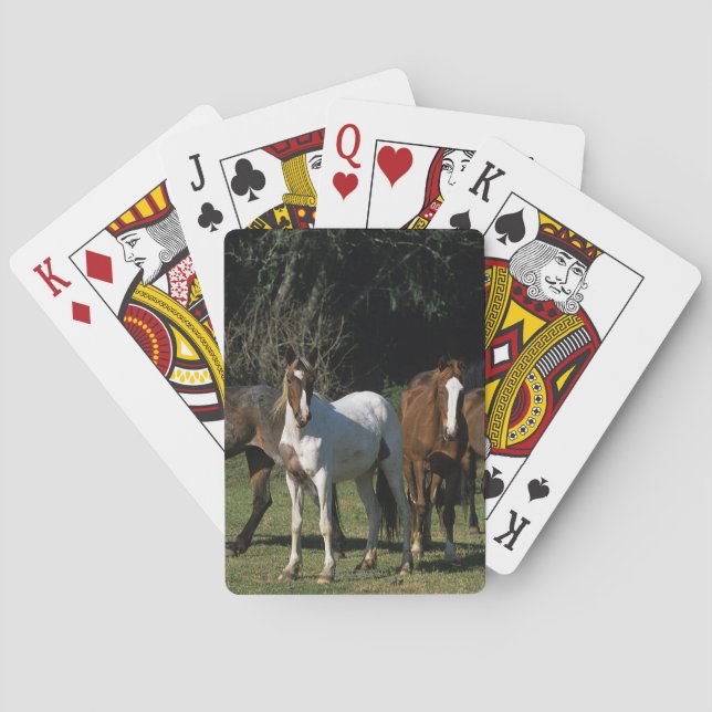 Wild Mustang Horses 1 Poker Cards (Back)