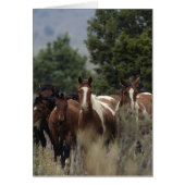 Wild Mustang Horses 2 (Front)