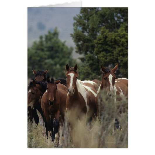 Wild Mustang Horses 2 Cards (Front)