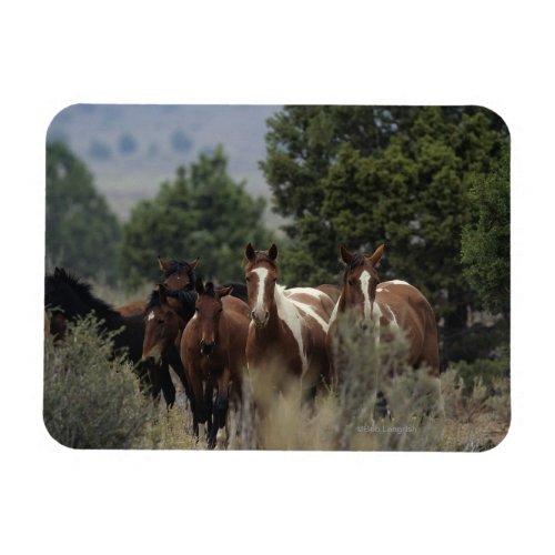 Wild Mustang Horses 2 Magnet