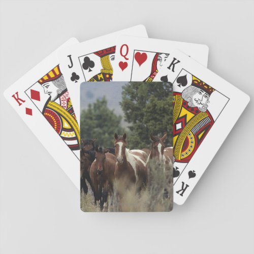 Wild Mustang Horses 2 Playing Cards